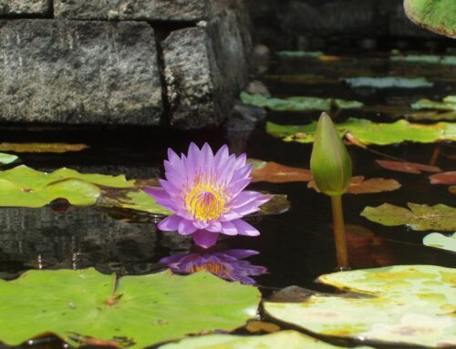 Il fiore di loto